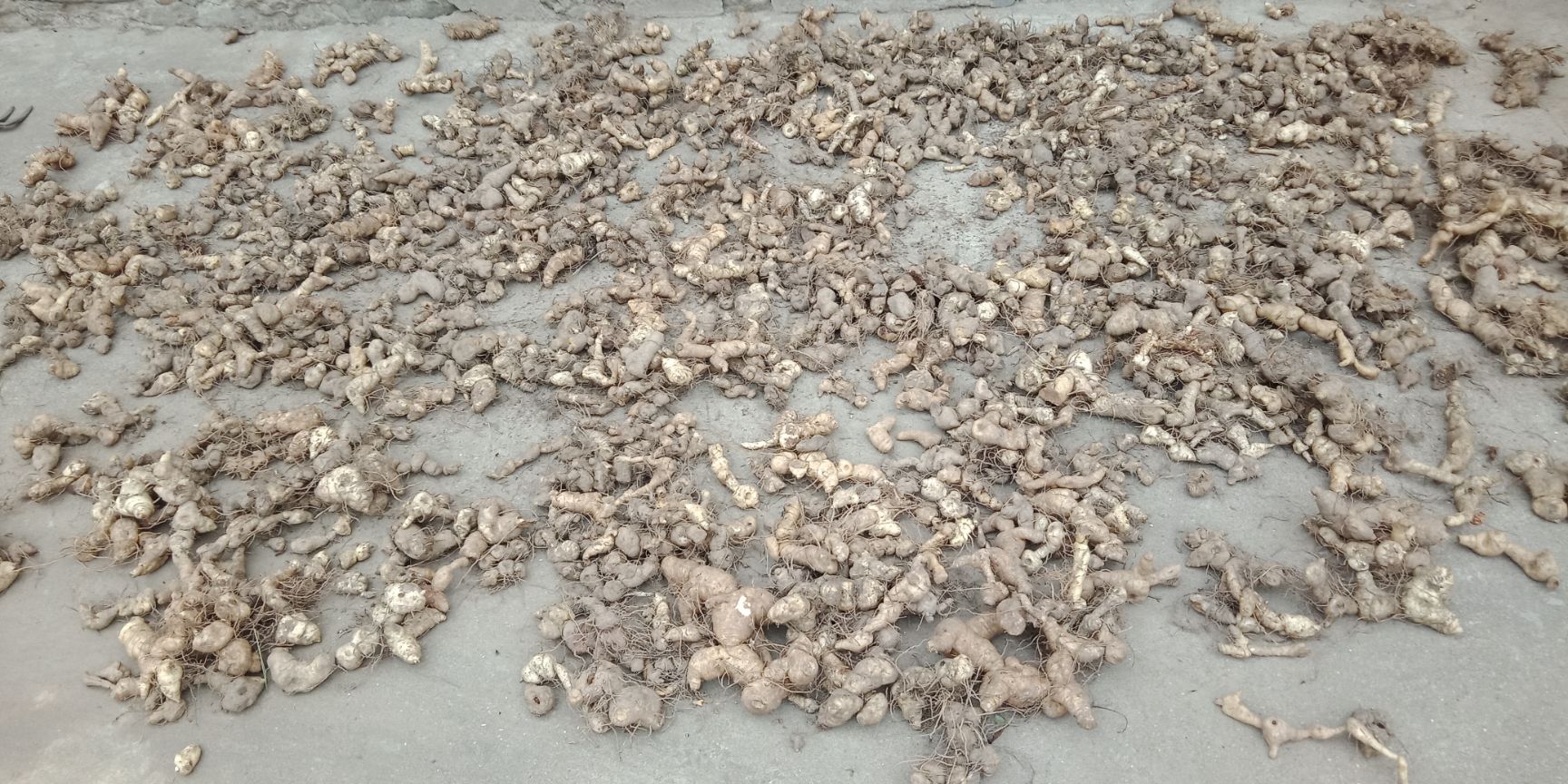 鸡头黄精 秦岭黄精货