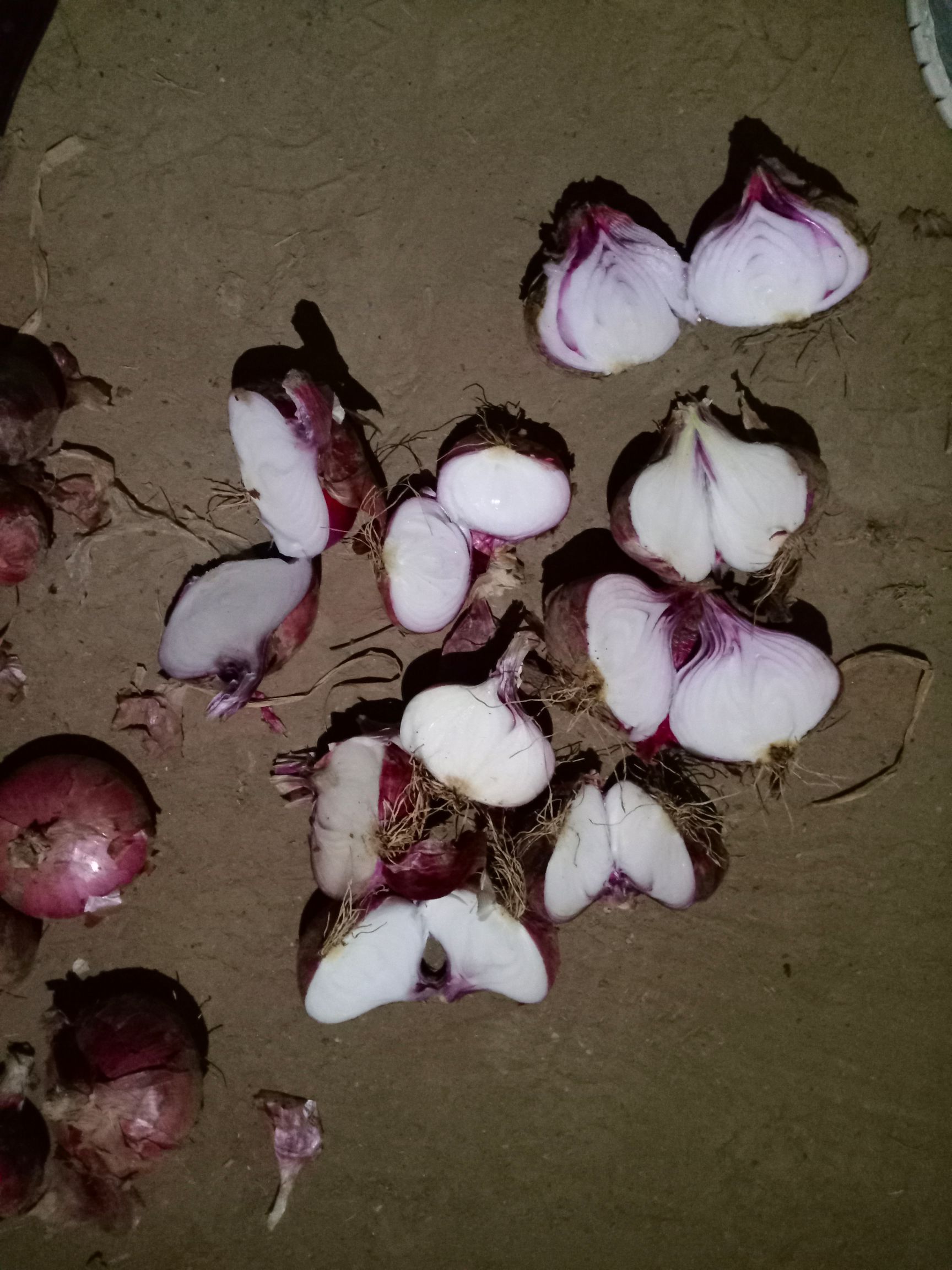 红皮洋葱 河北定州二红热货急待出手