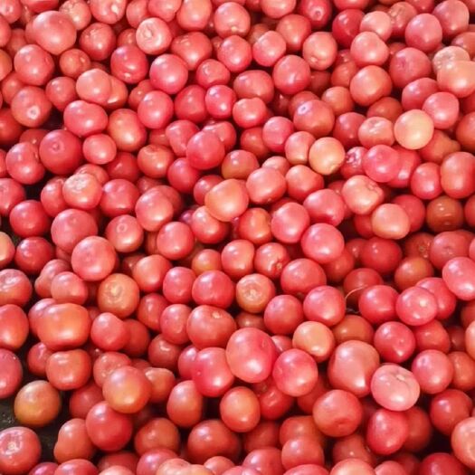 宁城县粉果番茄 硬粉，