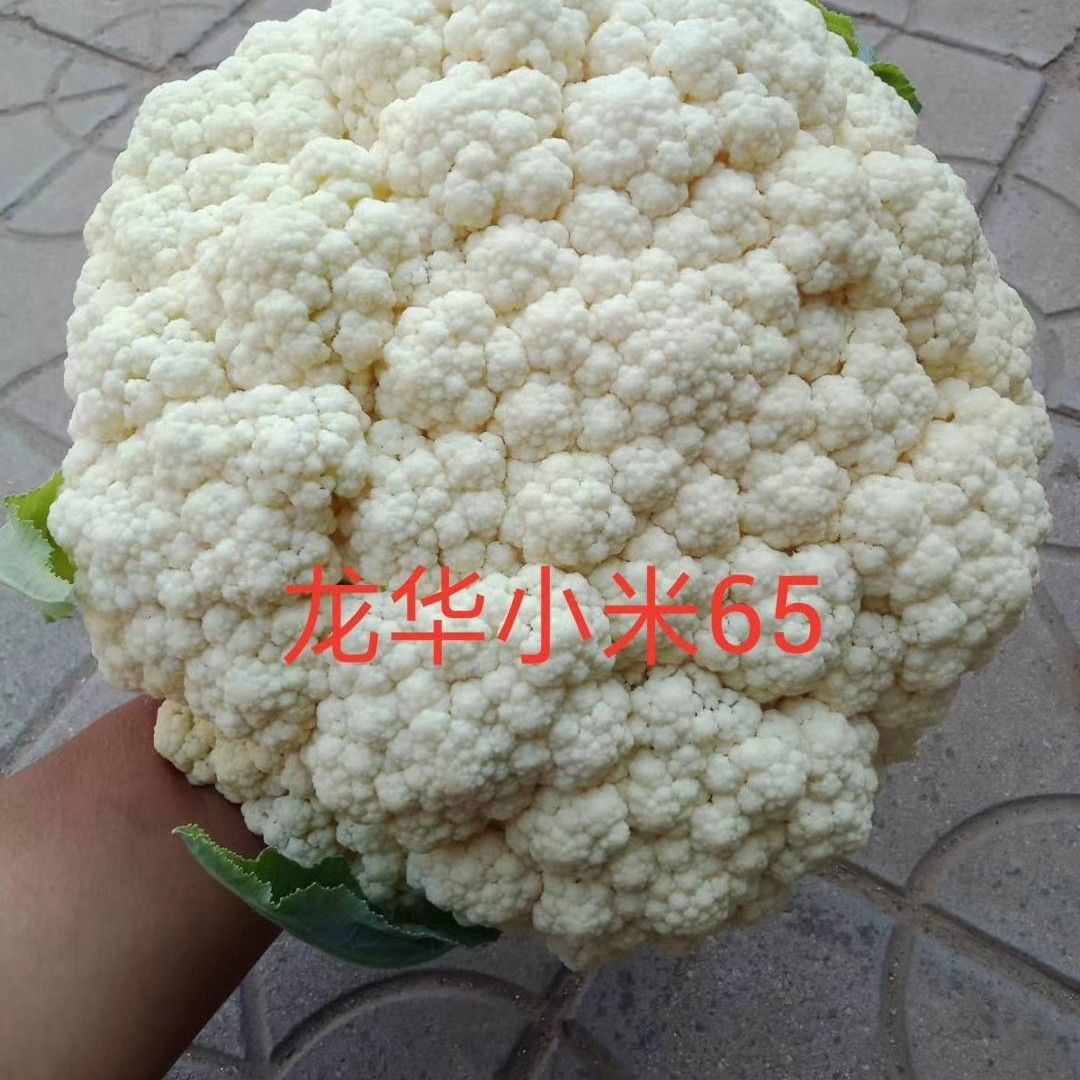 白面青梗松花菜种子 一级良种 ≥98% ≥98% ≥95% ≤3% 袋装 