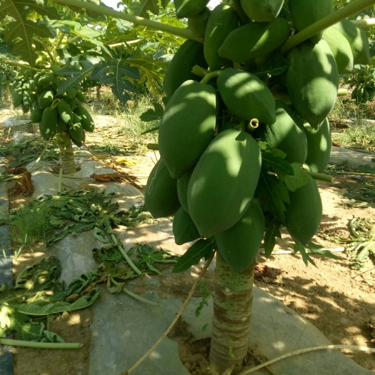 南宁光皮木瓜 广西壮族自治区南宁市西乡塘区 