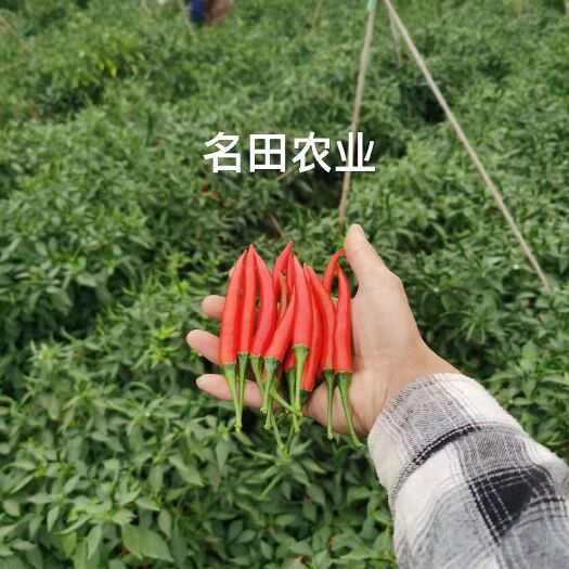 昆明泰国艳红类朝天椒种子，颜色亮丽高产，极抗病高辣单生