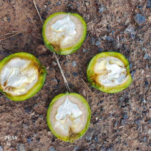 登封市 青皮核桃，中林核桃
