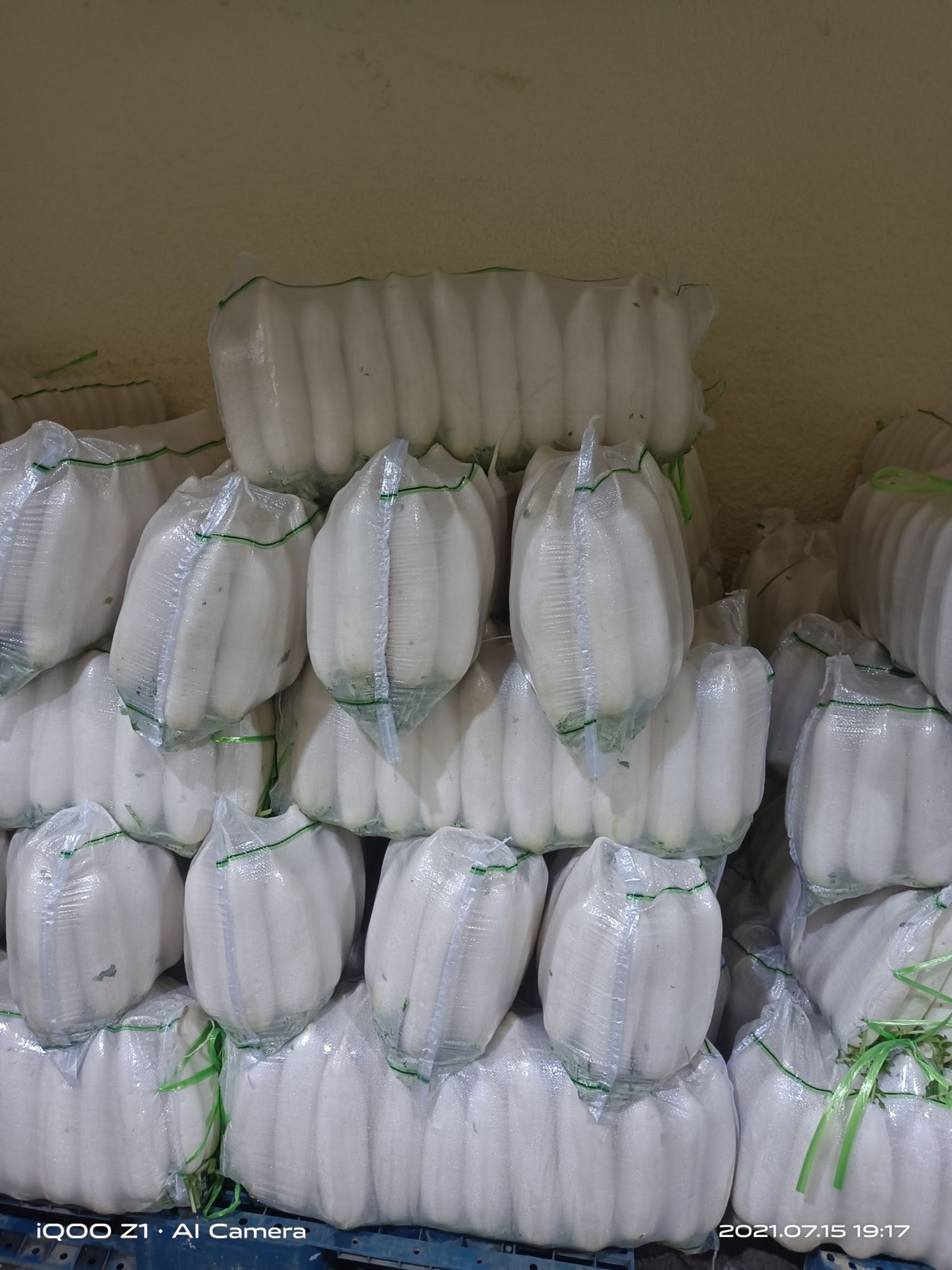 白萝卜  沙洋萝卜上市了，需要的老板提前预订