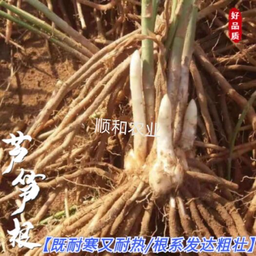 芦笋根  一年芦笋苗100颗起包邮，5个根以上
