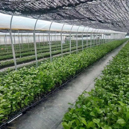灵山县黄金百香果苗，钦密九号、蜂蜜味，芭乐味、台农紫香一号嫁接苗