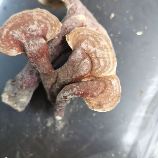 昆明 灵芝