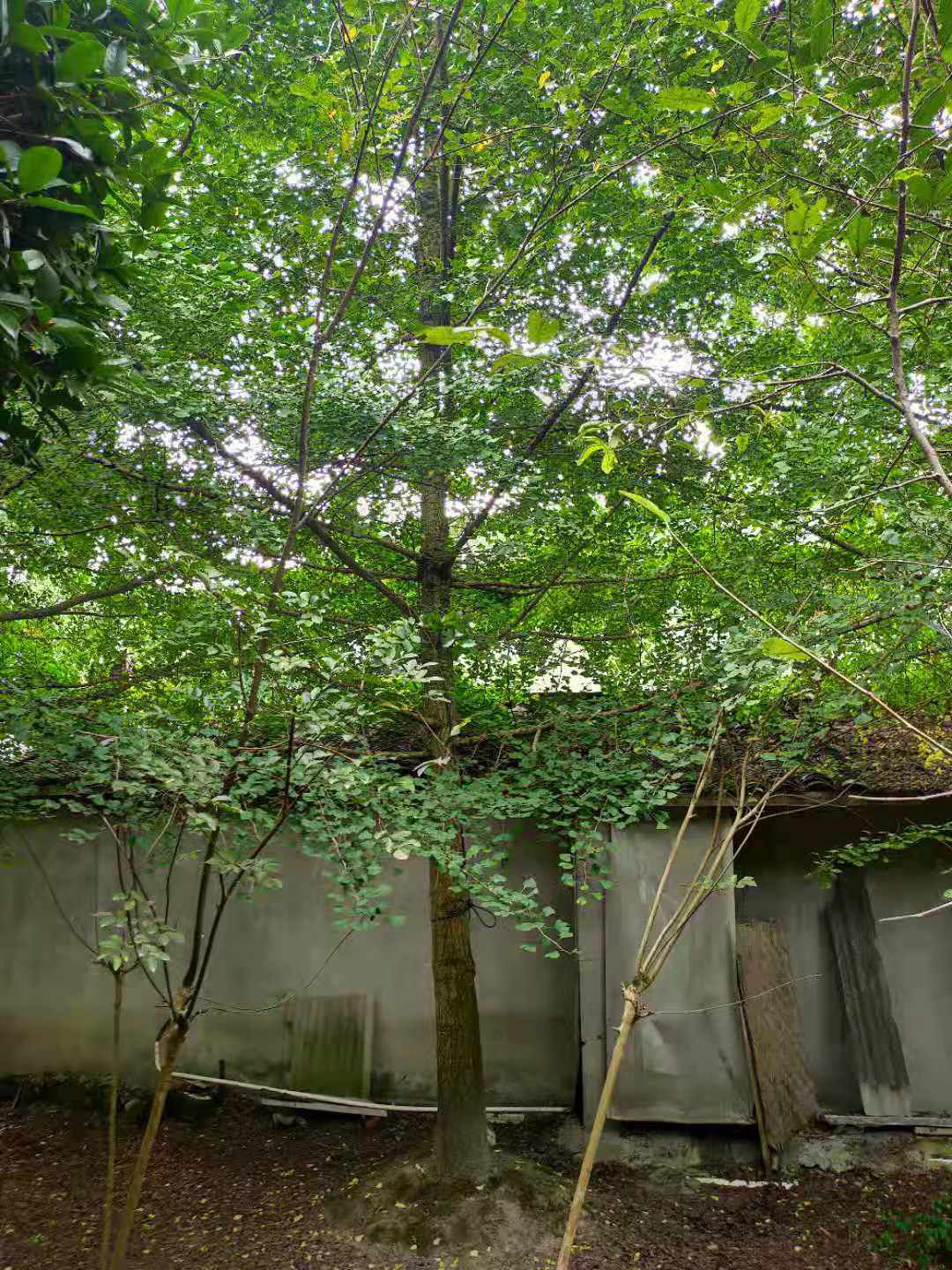 银杏树(白果树)
