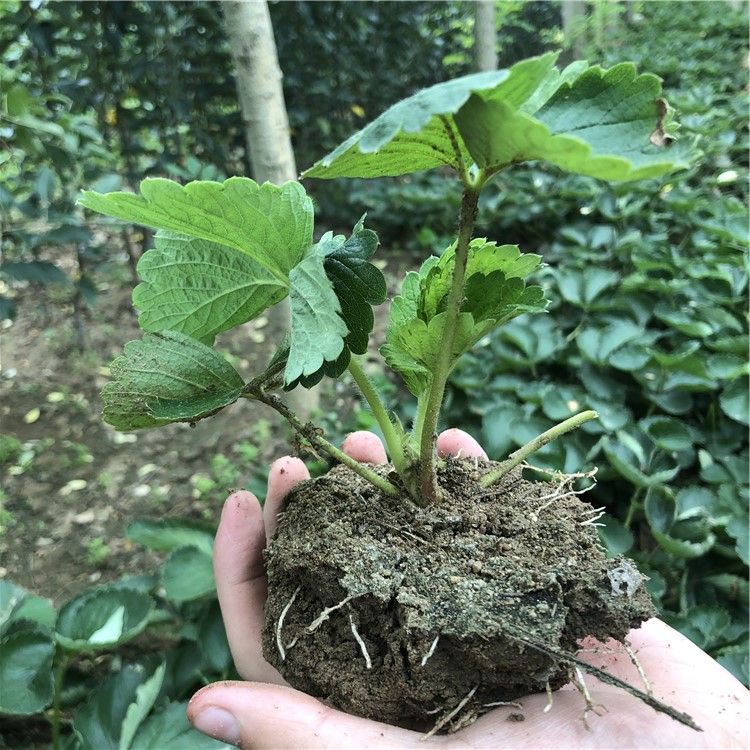  达塞草莓苗 达赛莱克特草莓苗批发 抗病 产量高 露天种植