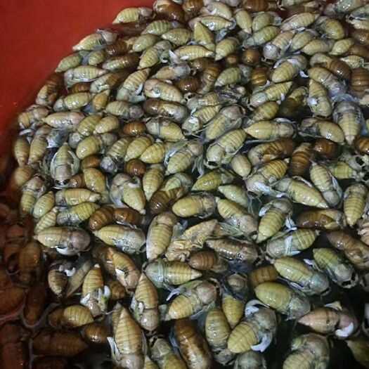 延津县金蝉  瓶装银蝉