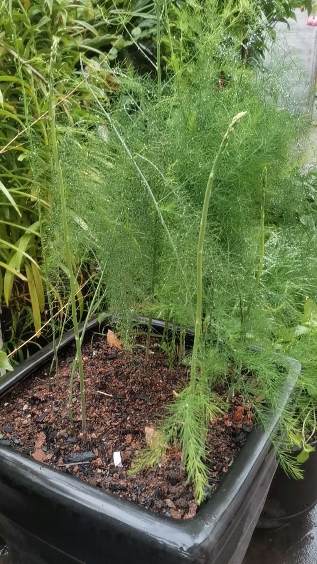 芦笋根  一年芦笋苗100颗起包邮，5个根以上