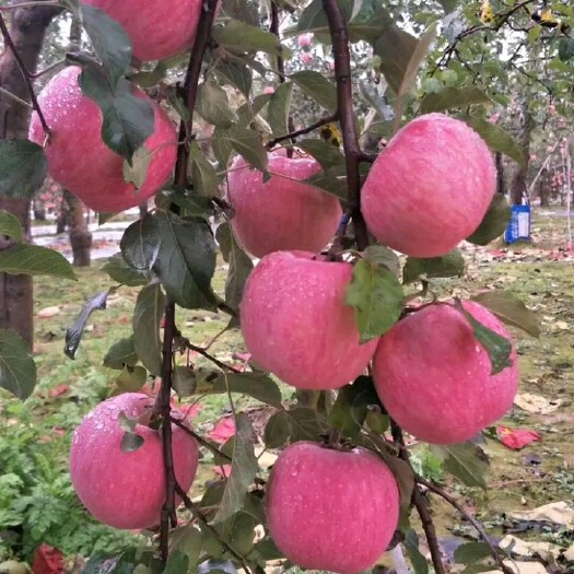 铜川 陕西红富士苹果