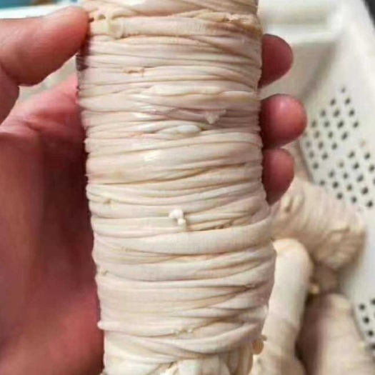 猪肠  九成熟 肠卷，采用纯肠皮加工，新鲜口感好切片不散包邮