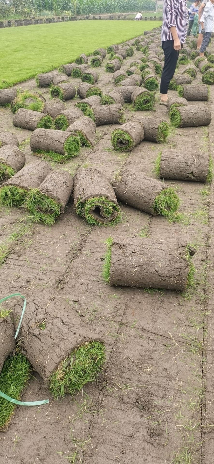 草  二号草坪