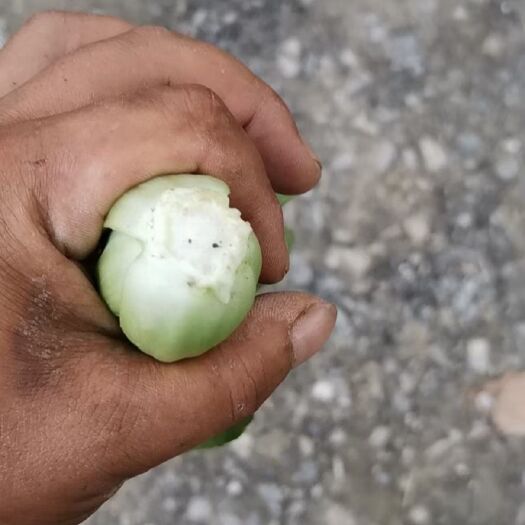 太和县上海青  现割现发
