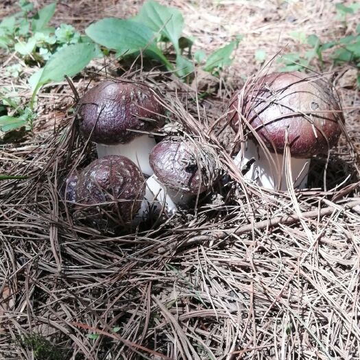 威宁县赤松茸 林下种植