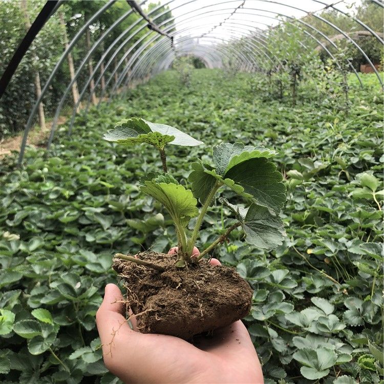  达塞草莓苗 达赛莱克特草莓苗批发 抗病 产量高 露天种植