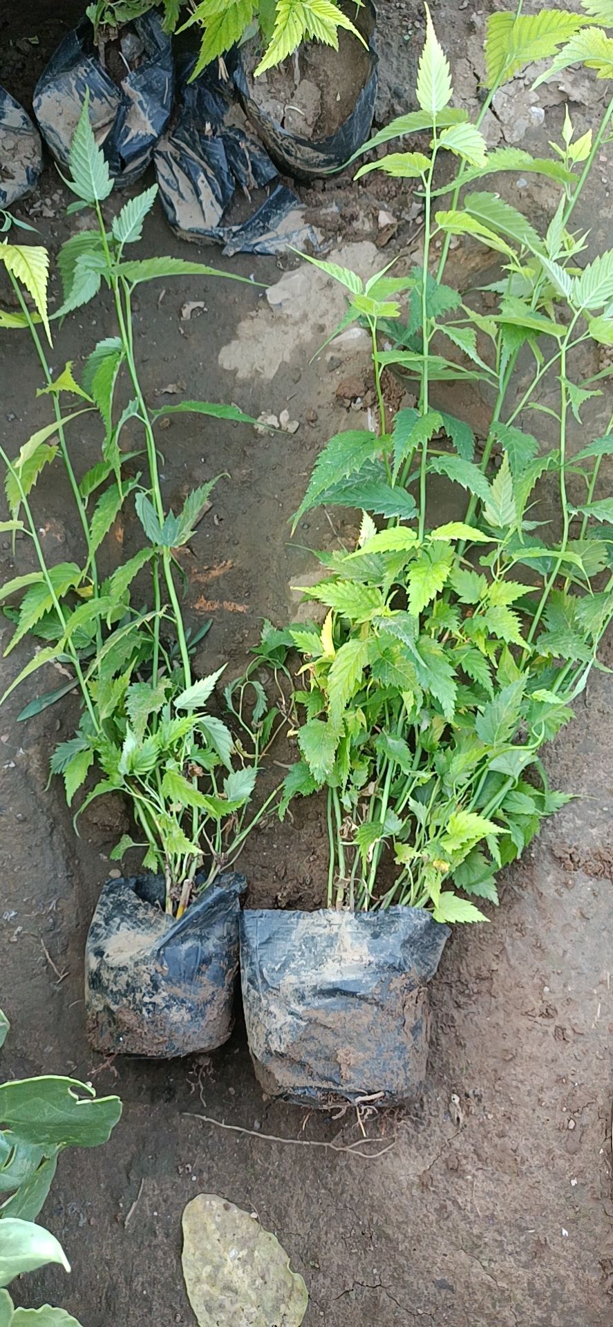 棣棠花 重瓣棣棠种植批发基地