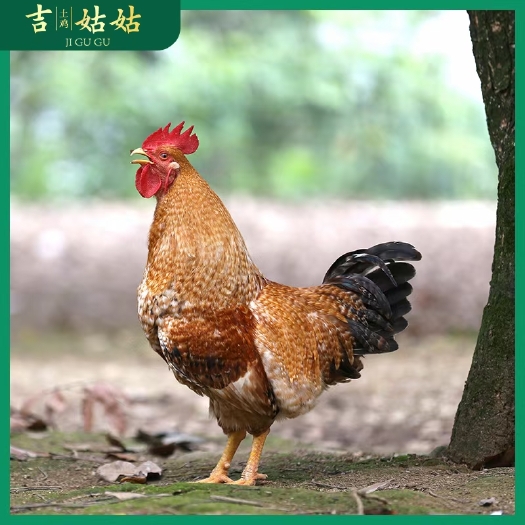 大化县七百弄鸡 广西土鸡 散养土鸡 土鸡 地理标识产品
