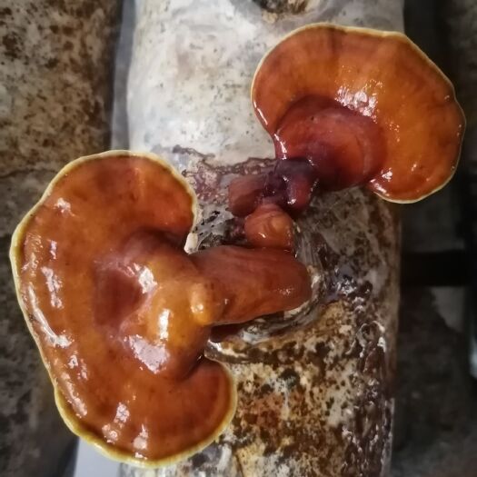 留坝县赤灵芝