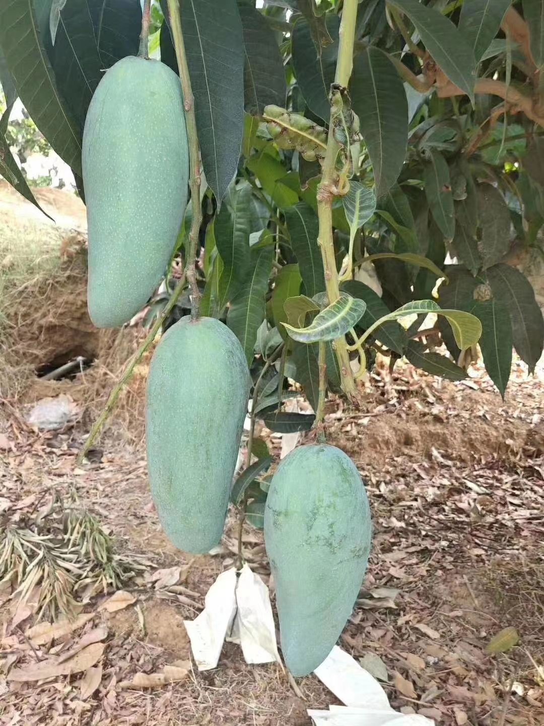  攀枝花金煌芒果