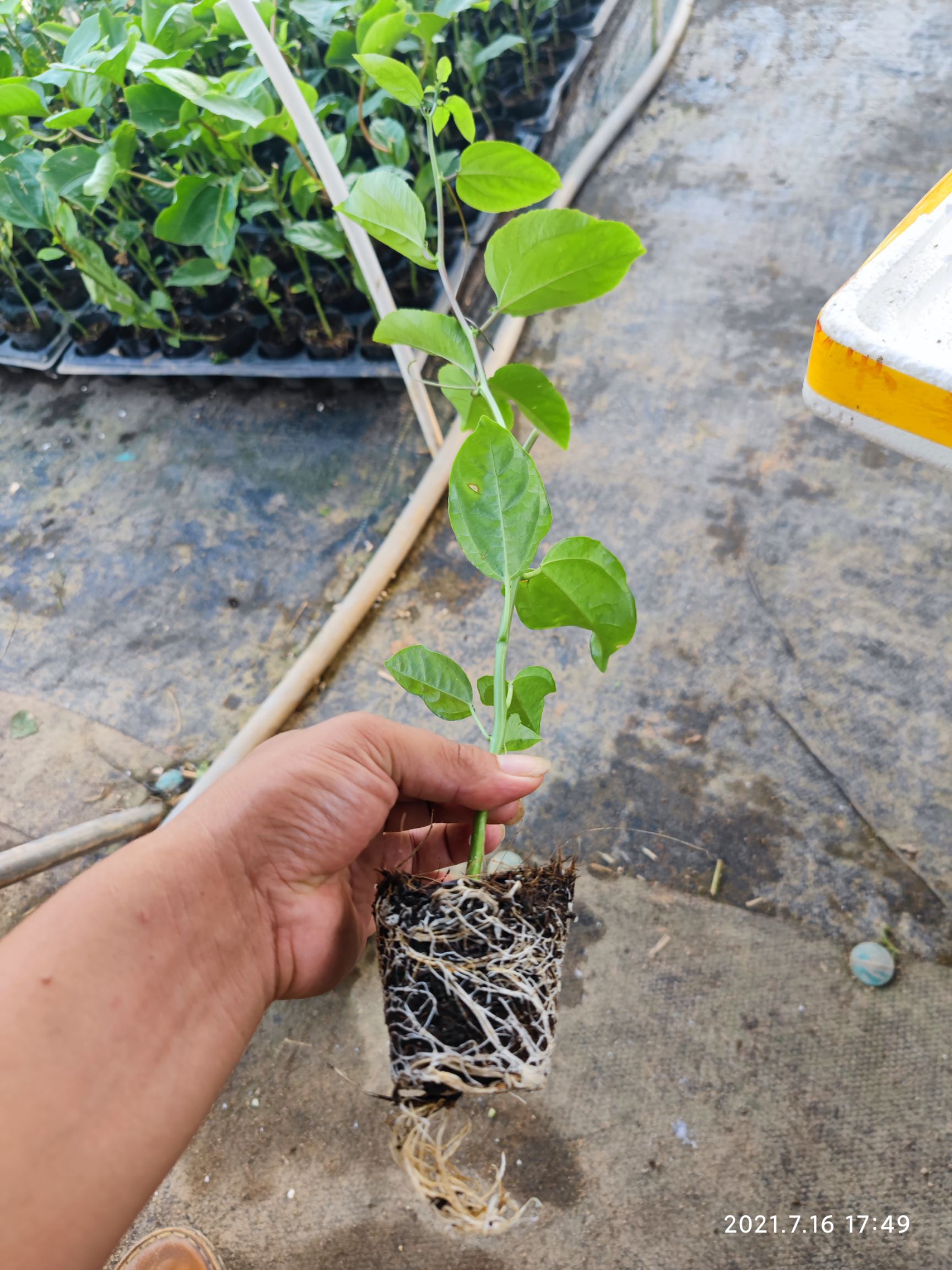 黄金百香果苗  黄金百香果  紫香一号  台农一号