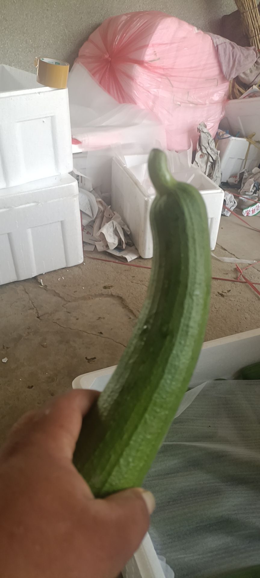 油皮丝瓜 油亮丝瓜  实力代办，