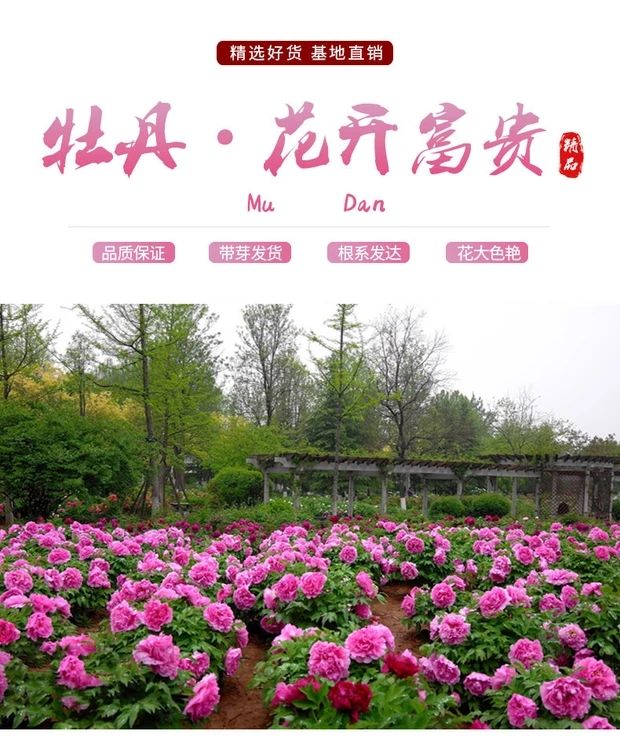 观赏牡丹 菏泽牡丹芍药