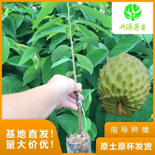 普宁市释迦果苗  凤梨释迦苗 杯苗 量大价优