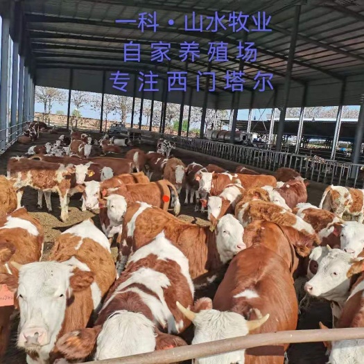 荥阳市西门塔尔牛  西门塔尔三代四代养殖基地直销，大包揣母子对精品小公牛小母牛