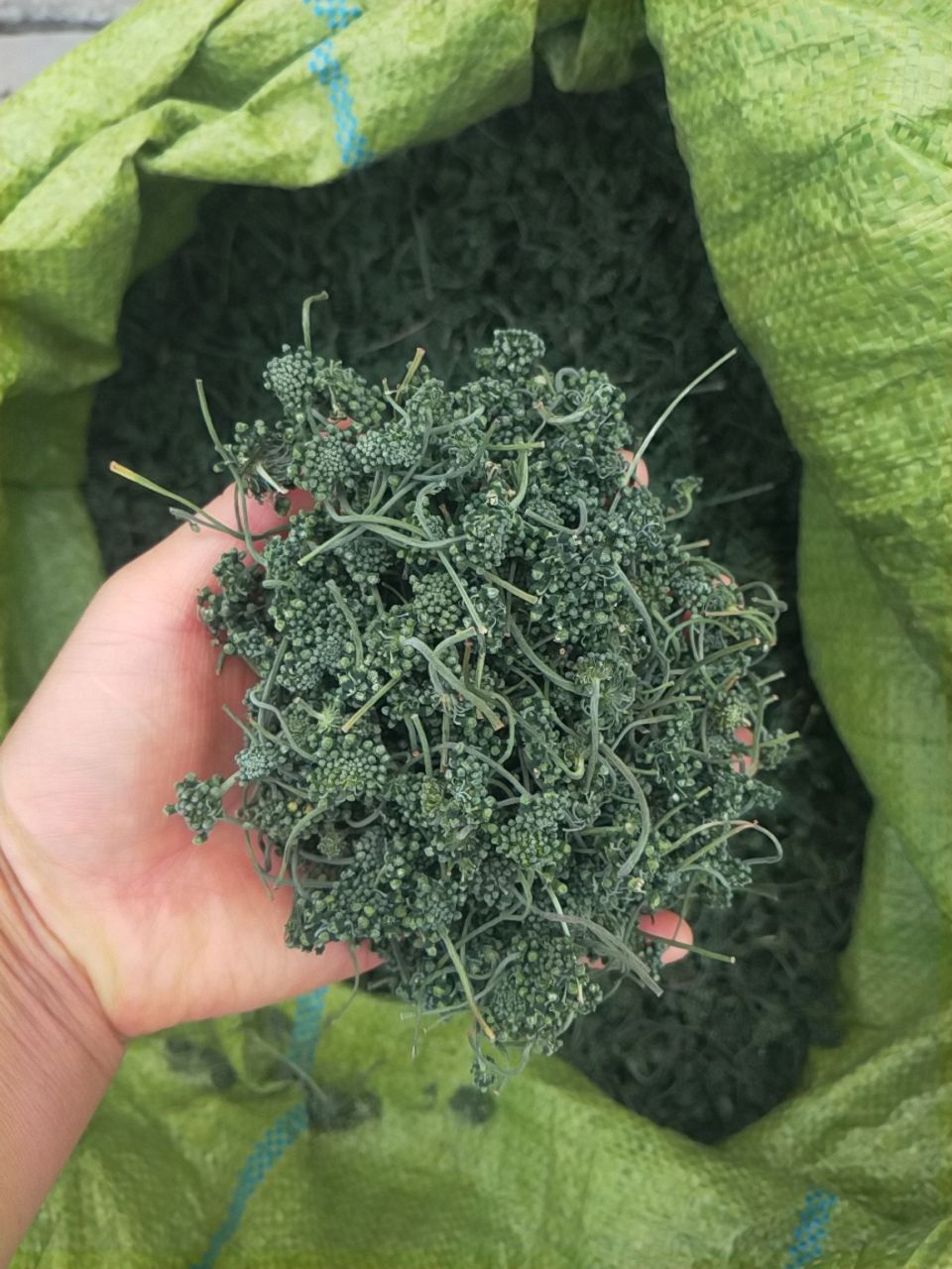 足年 优质西洋参大花 足干无杂原产地批发 量大从优