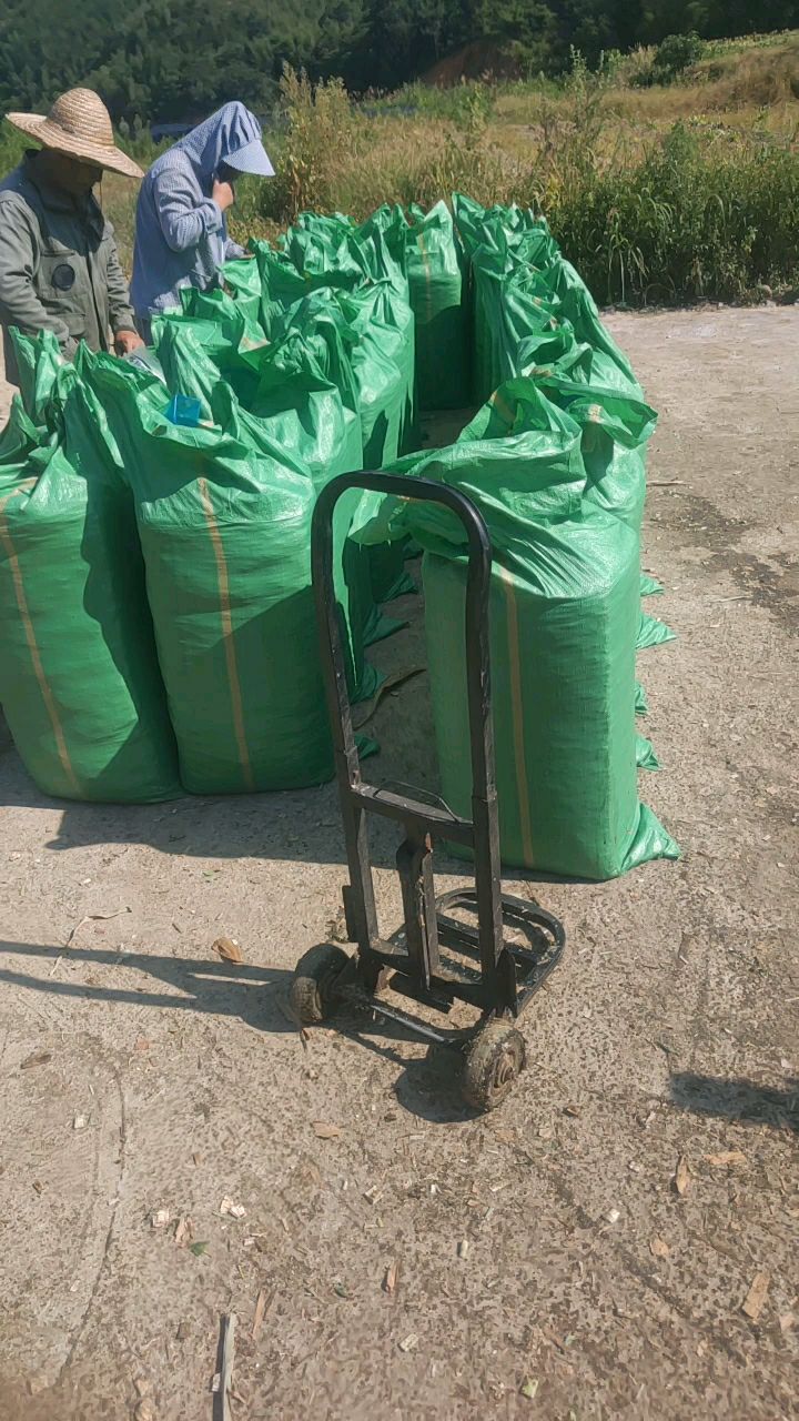 青储草  青储饲料，青储玉米桔梗