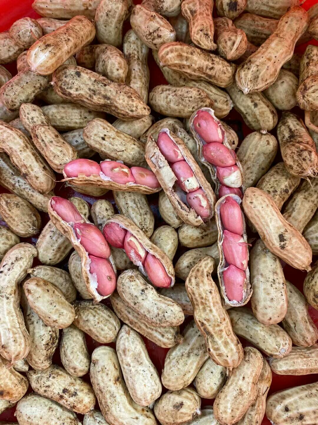 本地鲜花生。四粒红。大量上市。
