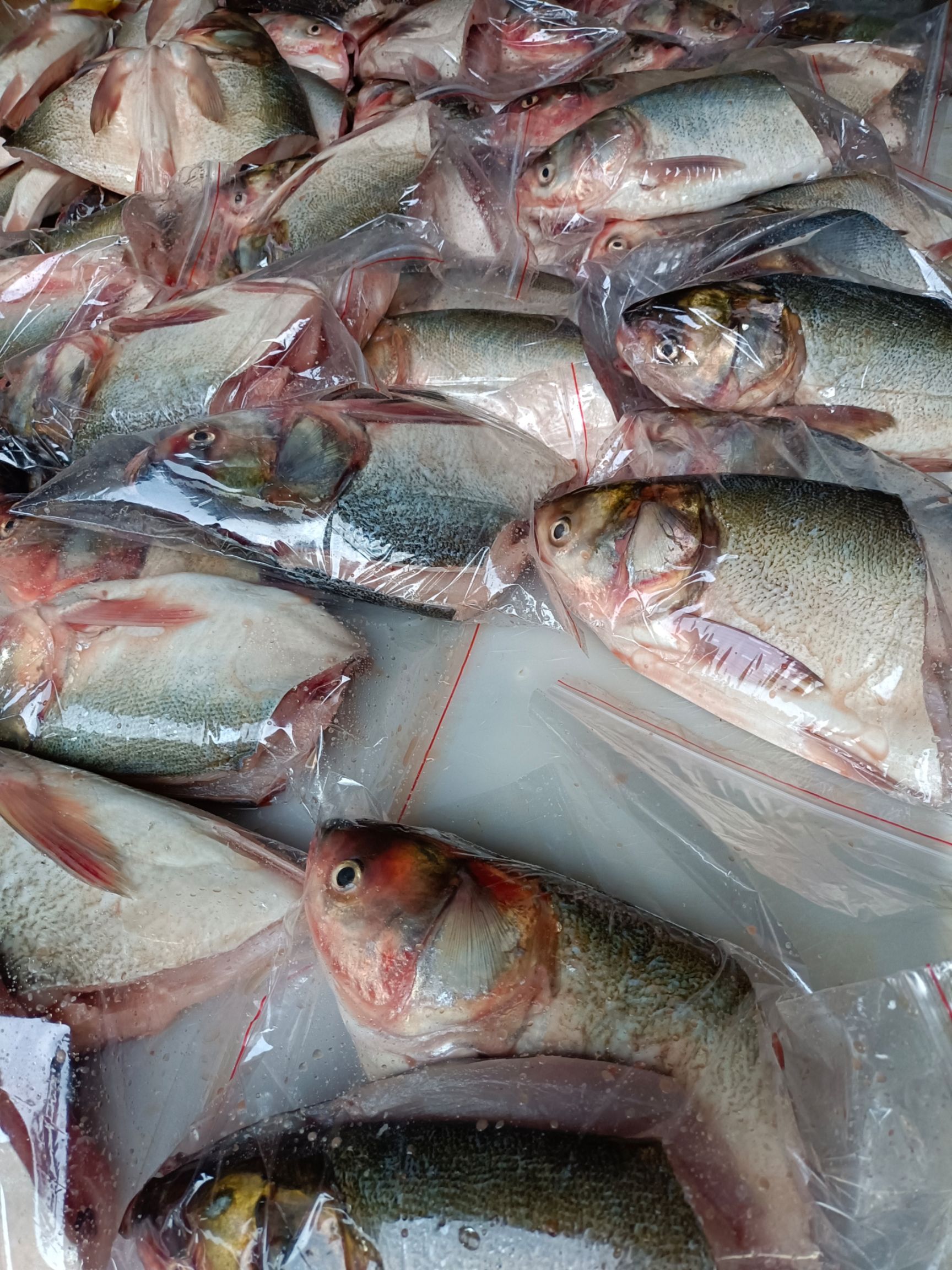 白鲢鱼 长期供应，各种规格新鲜鲢鱼头，一手货源，欢迎咨询选购