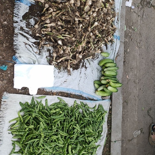 白城水果黄瓜 自家园子产品，没有肥料，新鲜，每天现摘