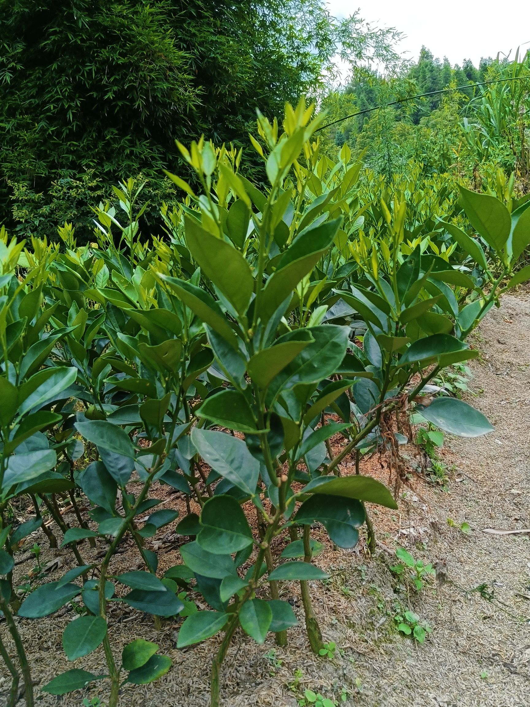 纽荷尔脐橙苗 正宗赣南脐橙苗