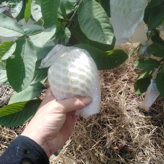 惠州 番石榴