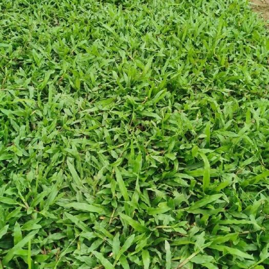 广州十成精品大叶油草