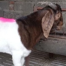 嘉祥县 波尔山羊羊羔