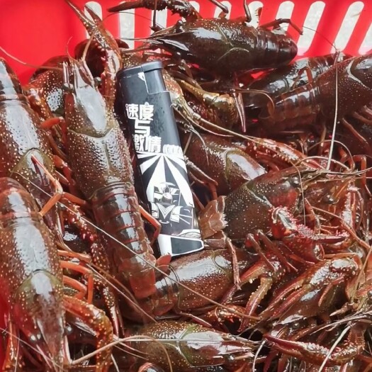 洪湖市小龙虾尾  优质小龙虾批发￼