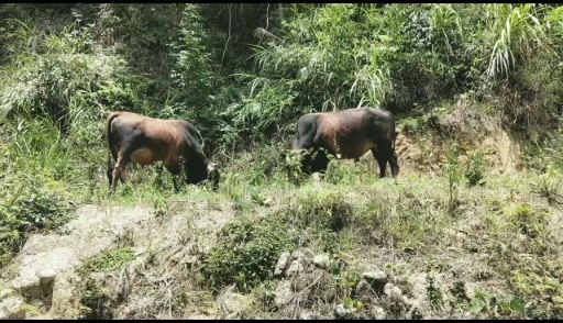 放养式黄牛生长周期较慢，每一头出栏时间三年以上质感味道足