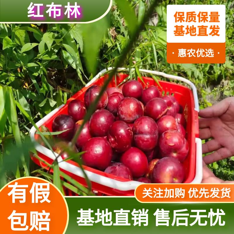 布朗李/黑布林大量上市，欢迎各位老板前来采购