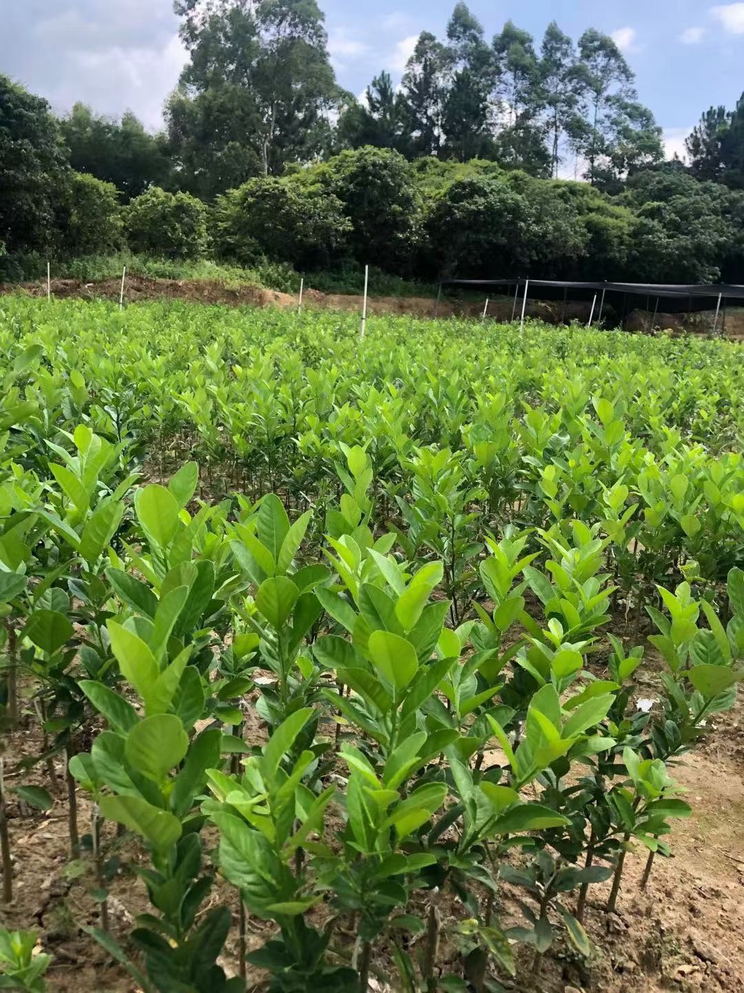 香水柠檬苗  【优选】广东香水柠檬 香水柠檬  无籽青柠