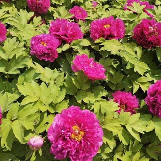 菏泽观赏牡丹 0.5~1米 2cm以下 4cm以下 