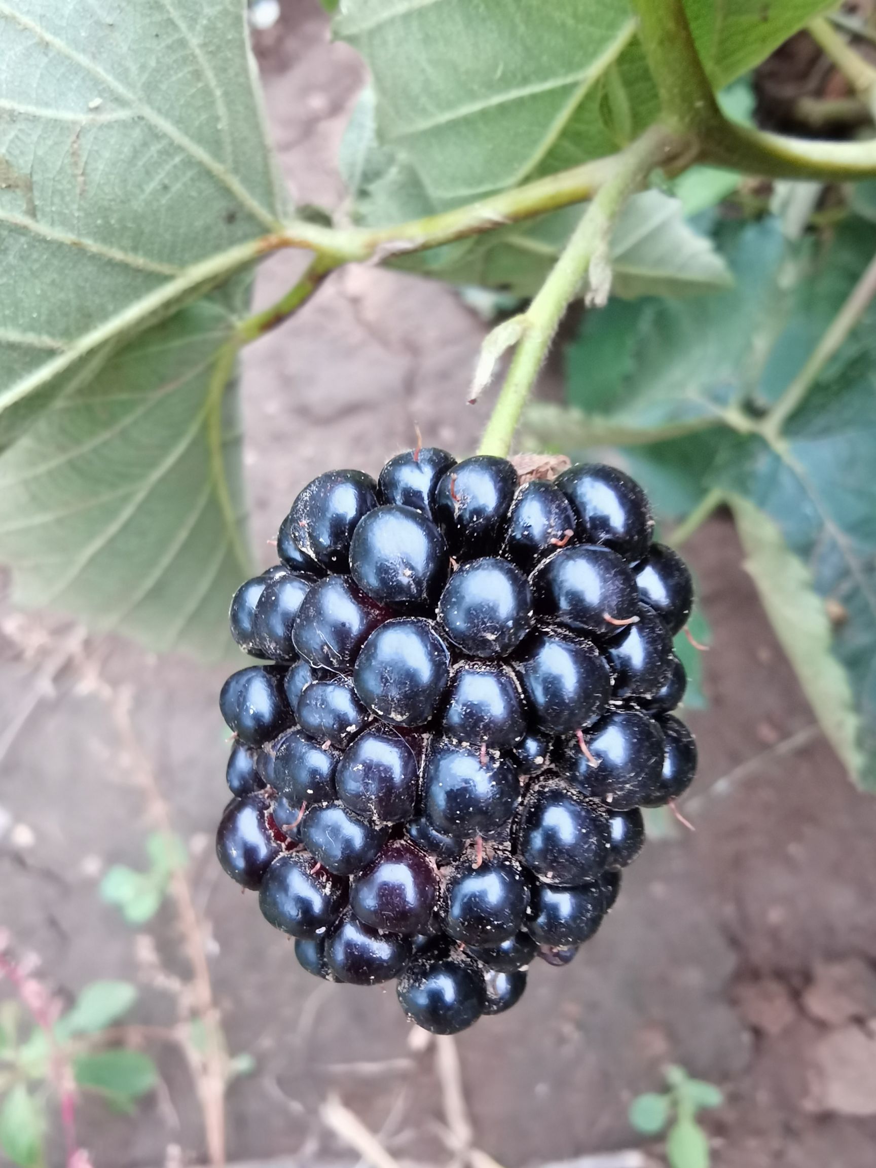 昌乐县大个酸甜适口的黑莓成熟了