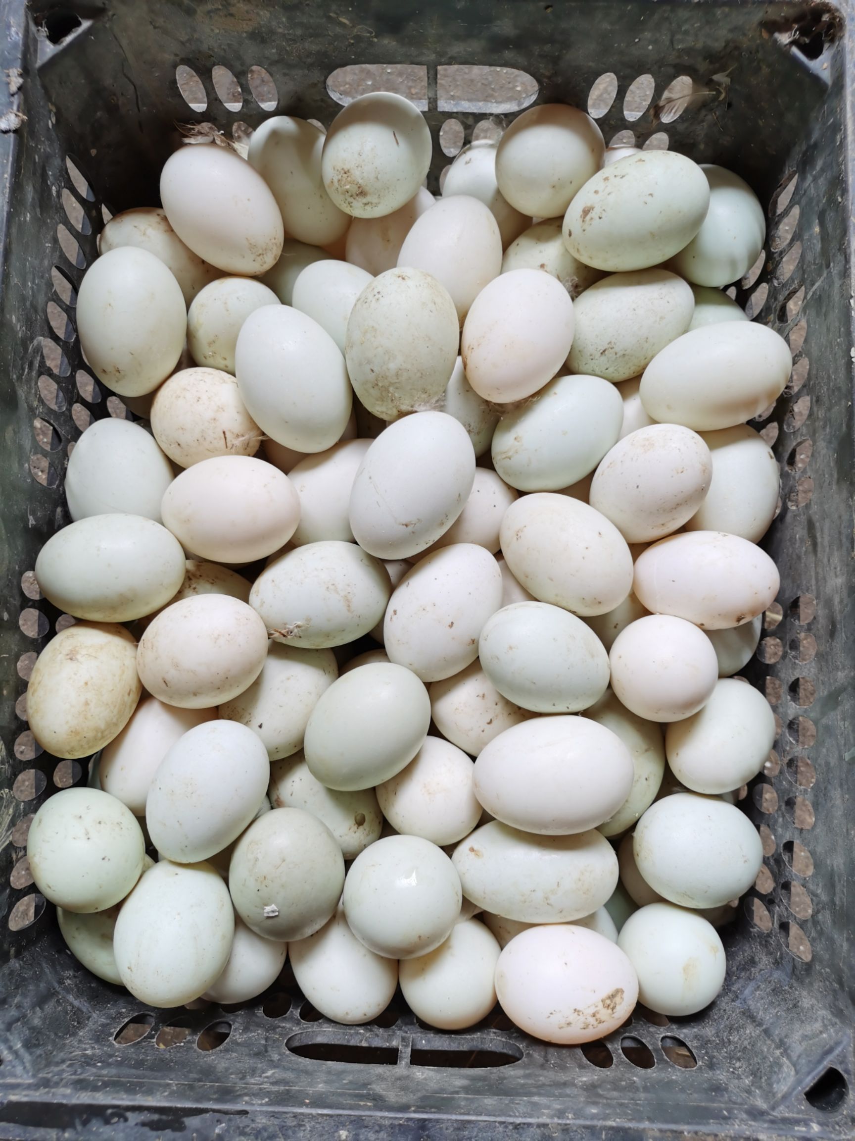 新鲜鸭蛋长期批发，旅销礼品！市场批发！量大，便宜