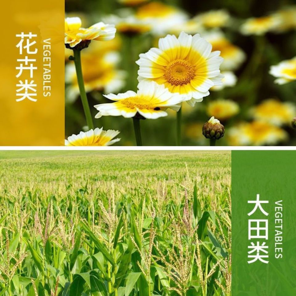 土壤微生物菌剂  厂家直销，松土精