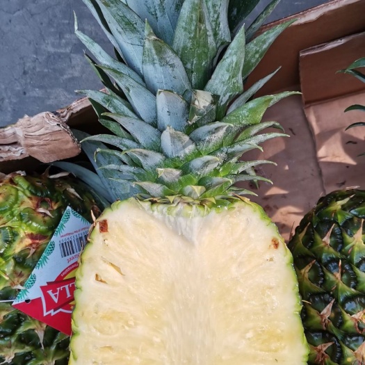 上海菠萝 新鲜水果 小树凤梨，市场紧缺价格美丽10个头