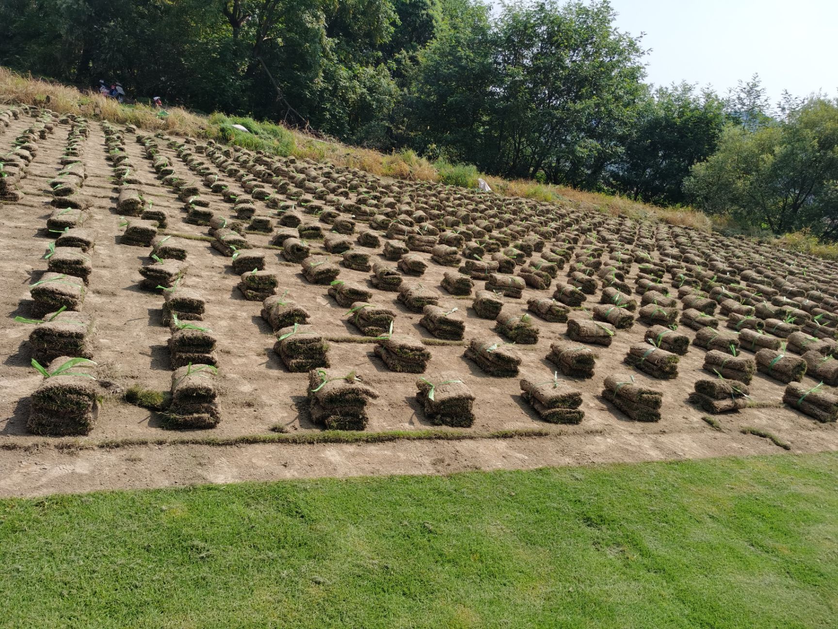 马尼拉草皮  供应草皮 马尼拉草坪 青 混播草 百慕大 果岭草