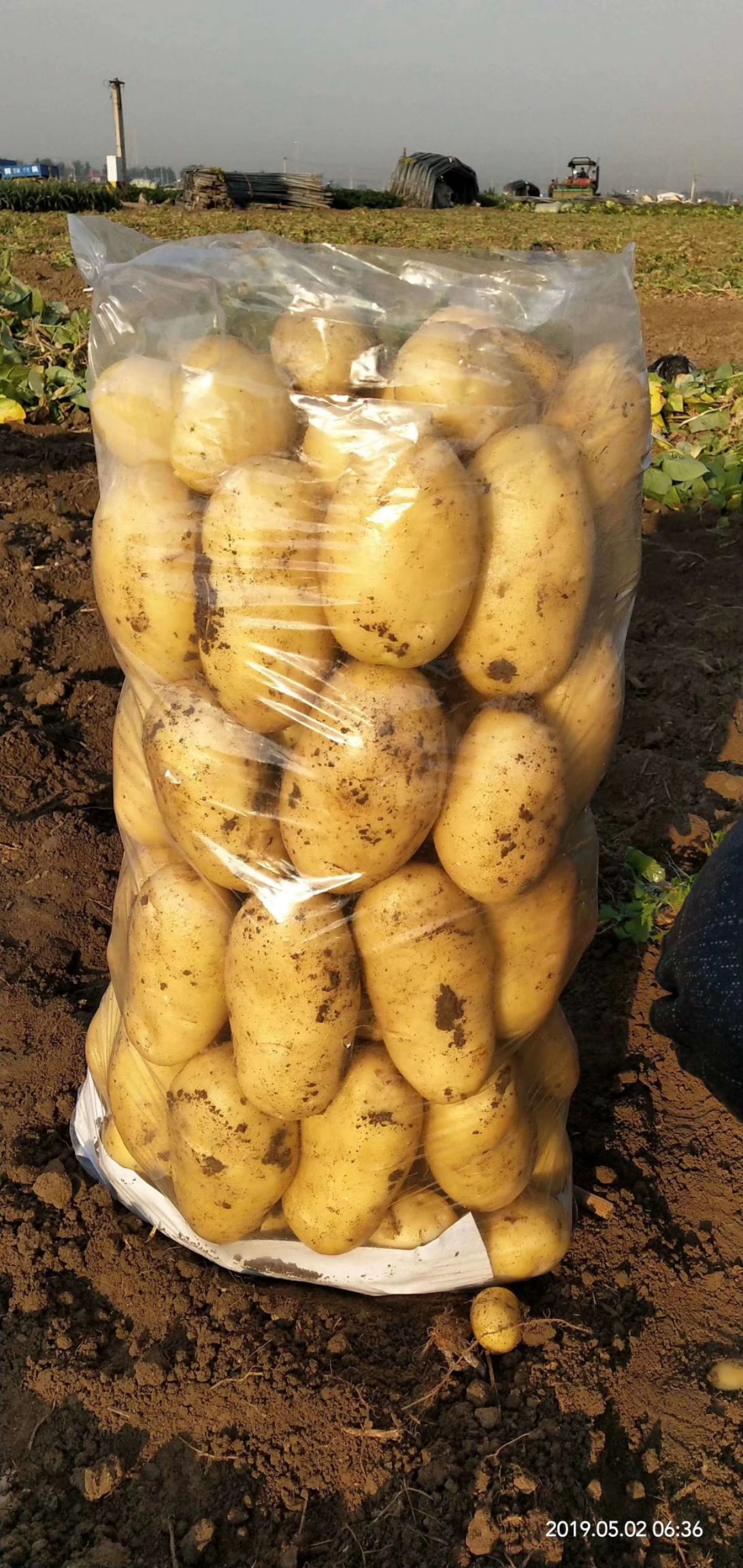 荷兰15  通许荷兰土豆，希森6号，中薯5号